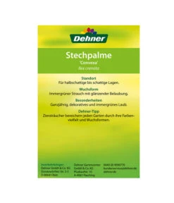 Japanische Stechpalme, Kugel -Angebote Pflanz Lust Store 00000000 Ilex crenata Convexa 2016 2