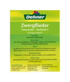 Zwerg-Duftflieder 'Tinkerbelle' 10 Zwerg-Duftflieder 'Tinkerbelle' -Angebote Pflanz Lust Store 00000000 Syringa meyerii Tinkerbelle 2016 2