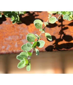 Palatino Cortenstahl-Pflanzgefäß Lotte -Angebote Pflanz Lust Store 2015279 WE MO 004 PalatinoPflanzkastenLotte100