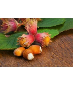 Dehner Haselnuss 'Rote Zellernuss' 9 Dehner Haselnuss 'Rote Zellernuss' -Angebote Pflanz Lust Store 20200701 PR MO RoteZellernuss 32927418 123rf