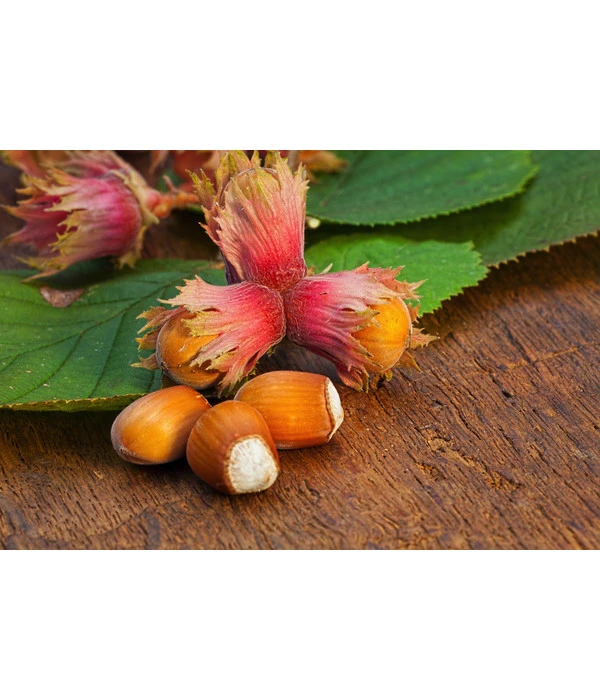 Dehner Haselnuss 'Rote Zellernuss' 3 Dehner Haselnuss 'Rote Zellernuss' – Bild 3