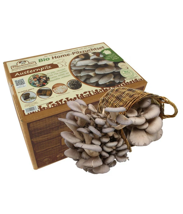 Pilzmännchen Bio Pilzzuchtset Austernpilz 1 Pilzmännchen Bio Pilzzuchtset Austernpilz