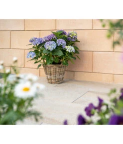 Diephaus Schalungsstein, Ca. B50/H25/T24 Cm -Angebote Pflanz Lust Store 4382347 WE MO 001 DiephausCONOSCHALUNGSSTEINSANDSTEIN