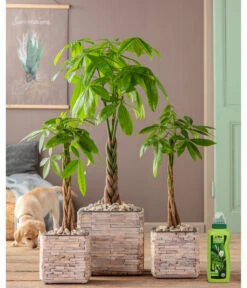 Dehner Grünpflanzen-Dünger, Flüssig, 500 Ml -Angebote Pflanz Lust Store 4418075 WE MO 002 DehnerGruenpflanzenDuengerfluessig500ml