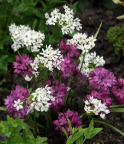 Dehner Blumenzwiebel 5 Monate Blütenpracht, 200 Stk. -Angebote Pflanz Lust Store 6617286 WE MO 002 DehnerBlumenzwiebel5MonateBlumenpaket