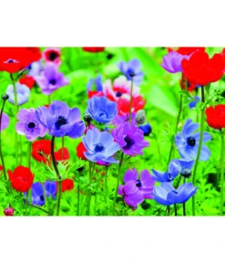 Dehner Blumenzwiebel 5 Monate Blütenpracht, 200 Stk. -Angebote Pflanz Lust Store 6617286 WE MO 003 DehnerBlumenzwiebel5MonateBlumenpaket