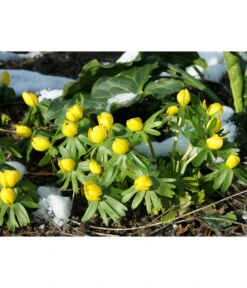 Dehner Blumenzwiebel 5 Monate Blütenpracht, 200 Stk. -Angebote Pflanz Lust Store 6617286 WE MO 004 DehnerBlumenzwiebel5MonateBlumenpaket