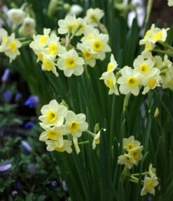 Dehner Blumenzwiebel 5 Monate Blütenpracht, 200 Stk. -Angebote Pflanz Lust Store 6617286 WE MO 005 DehnerBlumenzwiebel5MonateBlumenpaket