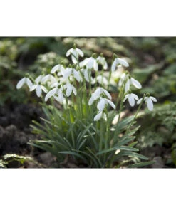 Dehner Blumenzwiebel 5 Monate Blütenpracht, 200 Stk. -Angebote Pflanz Lust Store 6617286 WE MO 006 DehnerBlumenzwiebel5MonateBlumenpaket