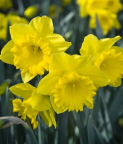 Dehner Blumenzwiebel 5 Monate Blütenpracht, 200 Stk. -Angebote Pflanz Lust Store 6617286 WE MO 007 DehnerBlumenzwiebel5MonateBlumenpaket