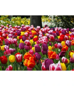 Dehner Blumenzwiebel 5 Monate Blütenpracht, 200 Stk. -Angebote Pflanz Lust Store 6617286 WE MO 010 DehnerBlumenzwiebel5MonateBlumenpaket