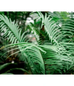 Floragard Aktiv Grünpflanzen- Und Palmenerde, 56 X 20 L 7 Floragard Aktiv Grünpflanzen- Und Palmenerde, 56 X 20 L -Angebote Pflanz Lust Store 6955793 WE MO 002 FloragardAktivGruenpflanzenundPalmenerde56x20l