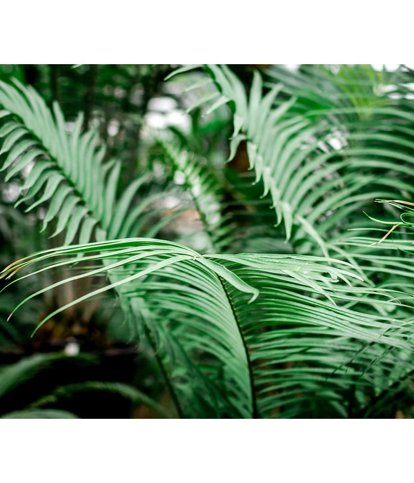 Floragard Aktiv Grünpflanzen- Und Palmenerde, 56 X 20 L 3 Floragard Aktiv Grünpflanzen- Und Palmenerde, 56 X 20 L – Bild 3