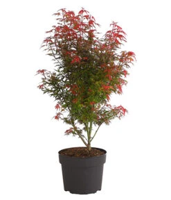 Fächerahorn 'Shaina'