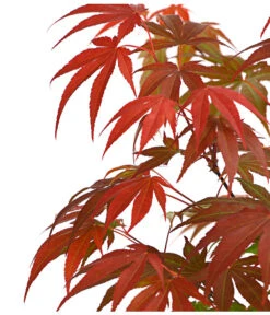 Japanischer Fächerahorn 'Atropurpureum' -Angebote Pflanz Lust Store 7016850 WE DE 001 AcerAhornAtropurpureumDehnerExpressHerzig