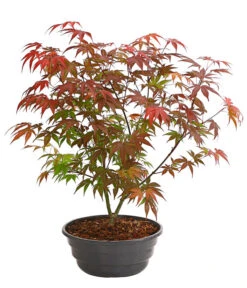 Japanischer Fächerahorn 'Atropurpureum'