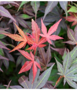 Japanischer Fächerahorn 'Atropurpureum' -Angebote Pflanz Lust Store 7016959 WE DE 005 AcerPalmatumAtropurpureumLuckner