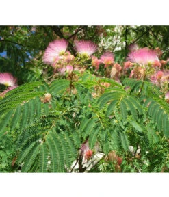 Seidenbaum - Seidenakazie 'Ombrella' -Angebote Pflanz Lust Store 7037922 PR DE 002 AlbiziaPixabay