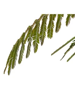 Seidenbaum - Seidenakazie 'Ombrella' -Angebote Pflanz Lust Store 7037922 PR DE SchlafbaumAlbiziaOmbrella24CDehnerExpressHerzig