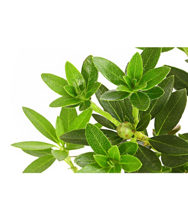 Rhododendron 'Bloombux®' 2 Rhododendron 'Bloombux®' – Bild 2