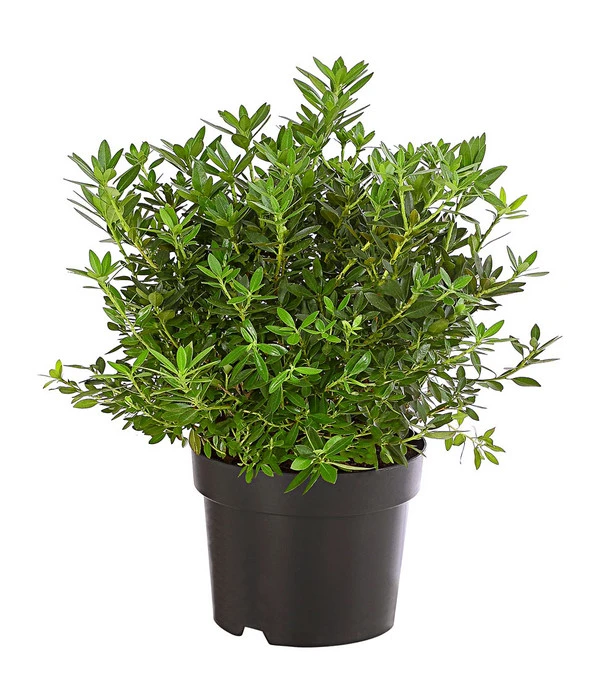 Rhododendron 'Bloombux®' 1 Rhododendron 'Bloombux®'