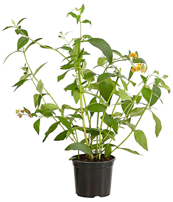 Gelber Sommerflieder 2 Gelber Sommerflieder – Bild 2