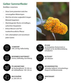 Gelber Sommerflieder 6 Gelber Sommerflieder -Angebote Pflanz Lust Store 7078199 WE IG 001 GelberSommerflieder