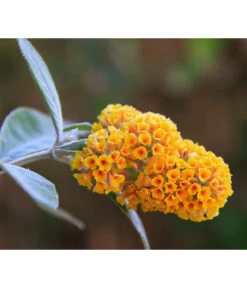 Gelber Sommerflieder