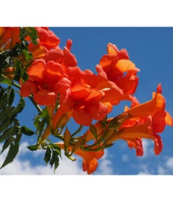 Trompetenblume 'Mme. Galen' -Angebote Pflanz Lust Store 7086820 WE MO 001 TrompetenblumeOrange