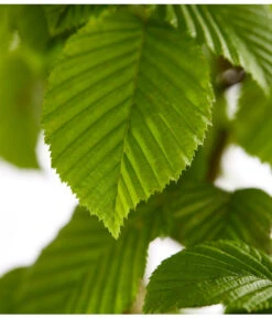 5 Meter Hainbuche, 15 X Ca. 175-200 Cm -Angebote Pflanz Lust Store 7088883 WE DE 001 CarpinusBetulusHainbuche4LDehnerExpressZS