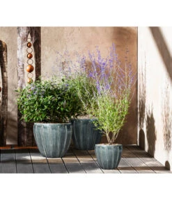 Blauraute 'Blue Spire' -Angebote Pflanz Lust Store 7090863 7302631 WE MO 001 Blauraute Bartblume