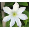 Waldrebe - Clematis 'Dancing Dorien®'