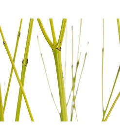 Gelbholz-Hartriegel 'Flaviramea' -Angebote Pflanz Lust Store 7136815 WE DE 001 CornusStoloniferaFlavirameaGelbholzHartriegel