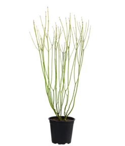 Gelbholz-Hartriegel 'Flaviramea' -Angebote Pflanz Lust Store 7136815 WE FS 003 CornusStoloniferaFlavirameaGelbholzHartriegel