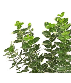 Spindelstrauch 'Emerald Gaiety' -Angebote Pflanz Lust Store 7177520 PR DE 001 EuonymusSpindelstrauchEmeraldGaiety13cmDehnerExpressHerzig