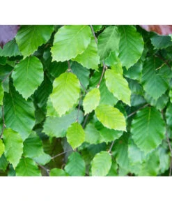 7,5 Meter Rotbuche, 30 X Ca. 125-150 Cm -Angebote Pflanz Lust Store 7185077 FagusSylvaticaDetailLuckner 1