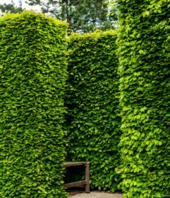 2,5 Meter Rotbuche, 5 X Ca. 175-200 Cm -Angebote Pflanz Lust Store 7185093 WE MO 002 RotbucheFagusSylvatica