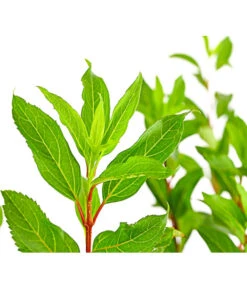 Forsythie 'Week-End' - Goldglöckchen 7 Forsythie 'Week-End' - Goldglöckchen -Angebote Pflanz Lust Store 7186711 WE DE 001 ForsythieIntermediaWeekend5LDehnerExpressHerzig