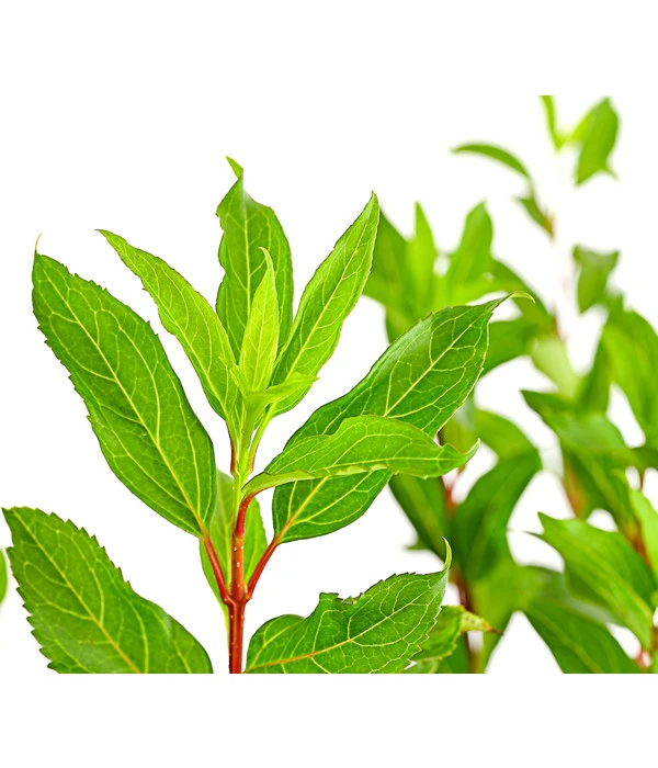 Forsythie 'Week-End' - Goldglöckchen 3 Forsythie 'Week-End' - Goldglöckchen – Bild 3