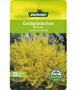 Forsythie 'Week-End' - Goldglöckchen 8 Forsythie 'Week-End' - Goldglöckchen -Angebote Pflanz Lust Store 7186869 GoldgloeckchenWeekend Etikett 1