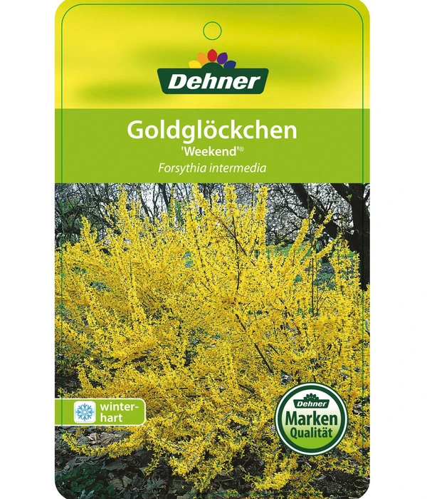 Forsythie 'Week-End' - Goldglöckchen 4 Forsythie 'Week-End' - Goldglöckchen – Bild 4