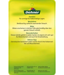 Forsythie 'Week-End' - Goldglöckchen 9 Forsythie 'Week-End' - Goldglöckchen -Angebote Pflanz Lust Store 7186869 GoldgloeckchenWeekend Etikett 2