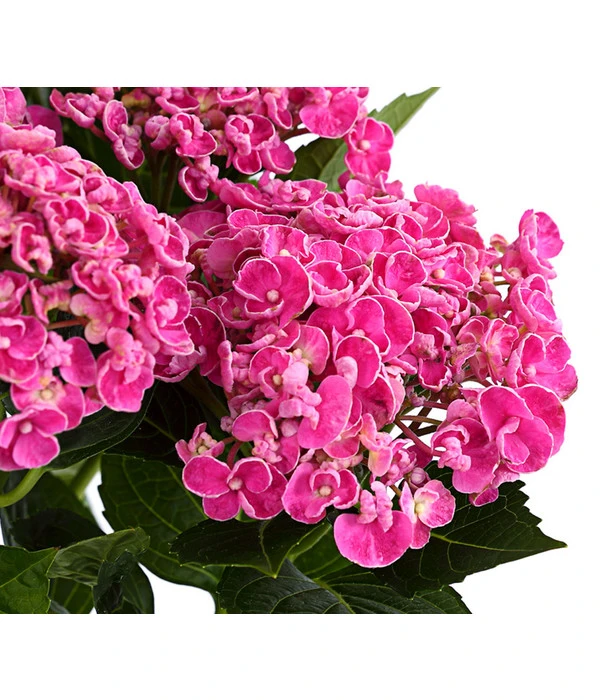 Garten-Hortensie 'Curly Wurly' 1 Garten-Hortensie 'Curly Wurly'