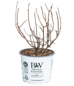 Schneeball-Hortensie 'Pink Annabelle®' -Angebote Pflanz Lust Store 7223878 WE FS 001 HydrangeaPinkAnnabel