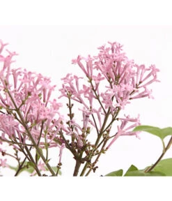 Chinesischer Zwerg-Flieder 'Palibin' -Angebote Pflanz Lust Store 7274061 PR DE 001 SyringaFliederMeyeriPalibin3LDehnerExpressHerzig