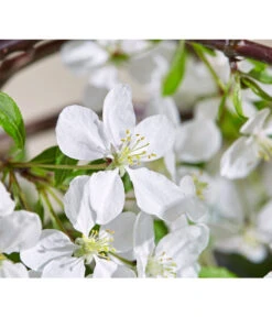 Hänge-Zier-Apfel 'Fontana', Stämmchen -Angebote Pflanz Lust Store 7282213 WE DE 003 MalusFontanaMagazin