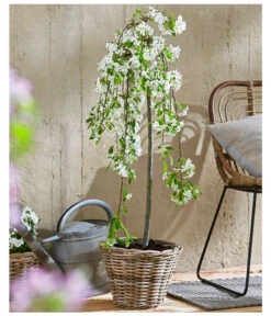 Hänge-Zier-Apfel 'Fontana', Stämmchen -Angebote Pflanz Lust Store 7282213 WE MO 002 MalusFontanaMagazin