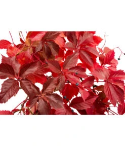 Wilder Wein 'Veitchii' - Dreispitz-Jungfernrebe -Angebote Pflanz Lust Store 7299662 WE DE 002 ParthenocissusVeitchii