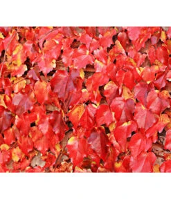 Wilder Wein 'Veitchii' - Dreispitz-Jungfernrebe