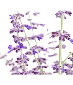 Blauraute 'Blue Spire' -Angebote Pflanz Lust Store 7302631 WE DE 001 BlaurautePerovskiaAbrotanoidesBlueSpire3LDehnerExpressHerzig